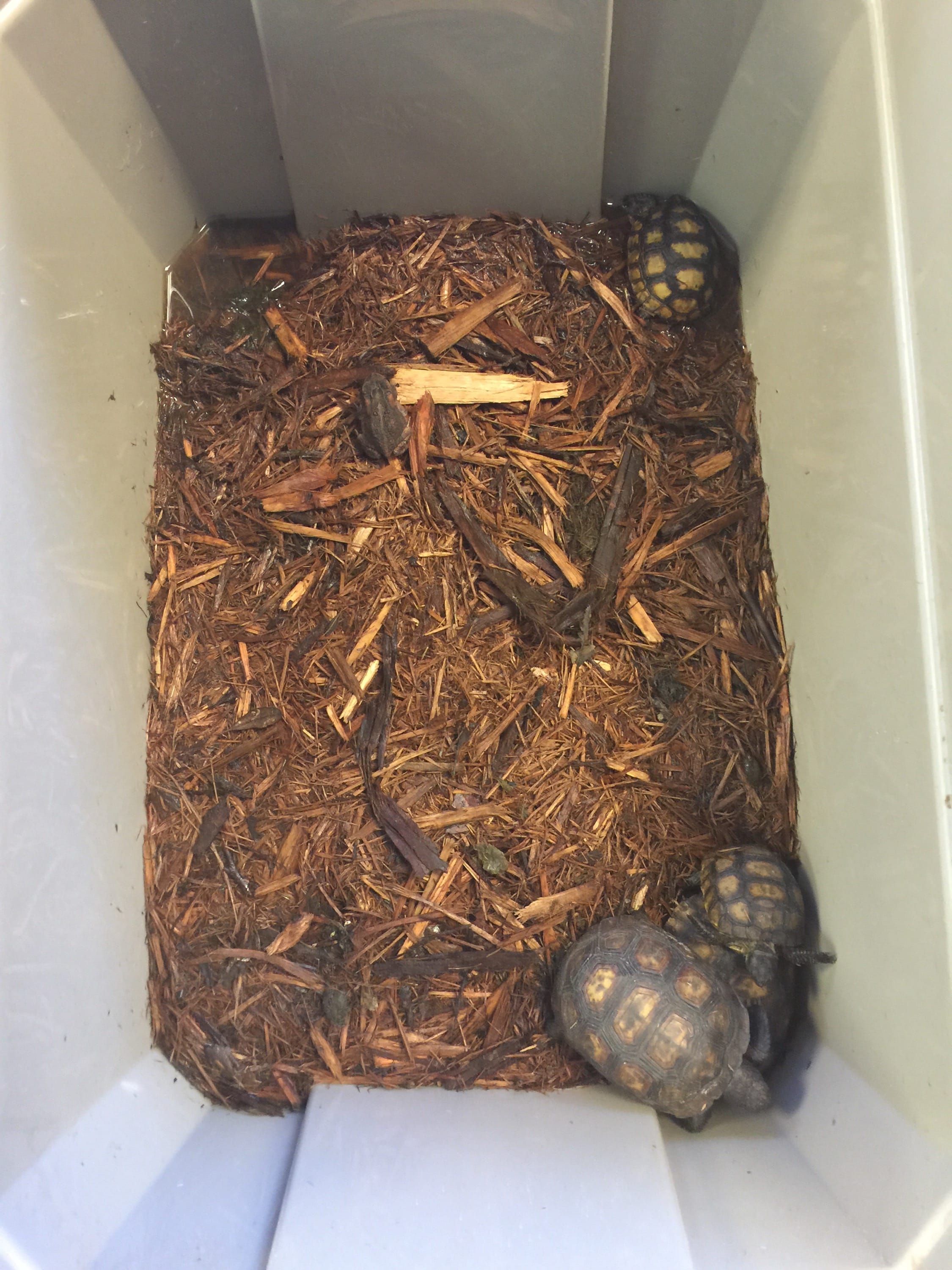 Gopher Tortoise Relocation – Earth Tech Environmental