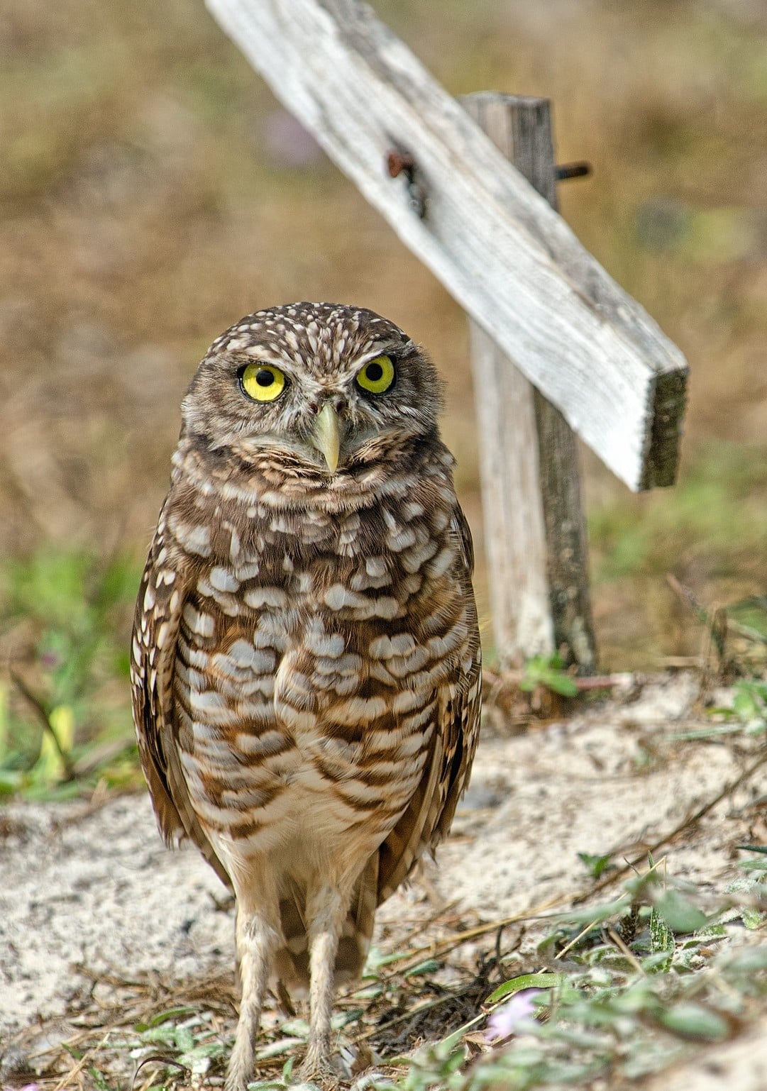 Species Spotlight: Florida Burrowing Owl – Earth Tech Environmental