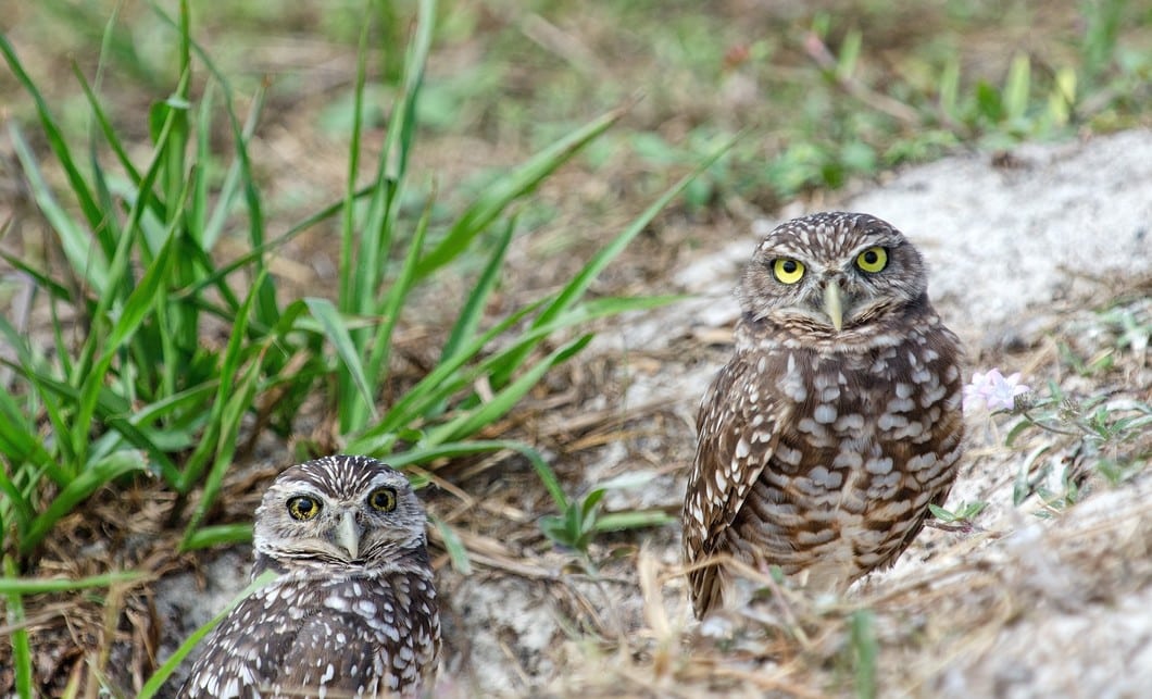 Species Spotlight: Florida Burrowing Owl – Earth Tech Environmental